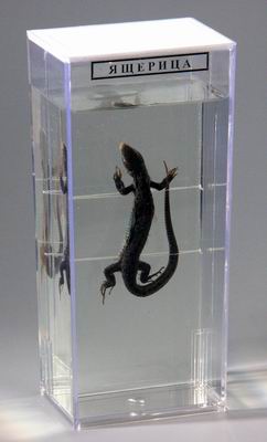 item_13616