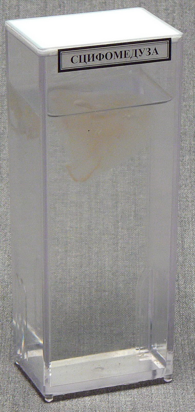 item_13619