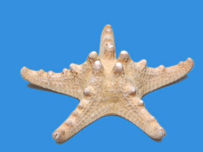 item_13366